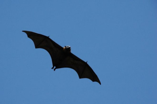 Flying Foxes Are Real And They Are Terrifying | Funzug.com